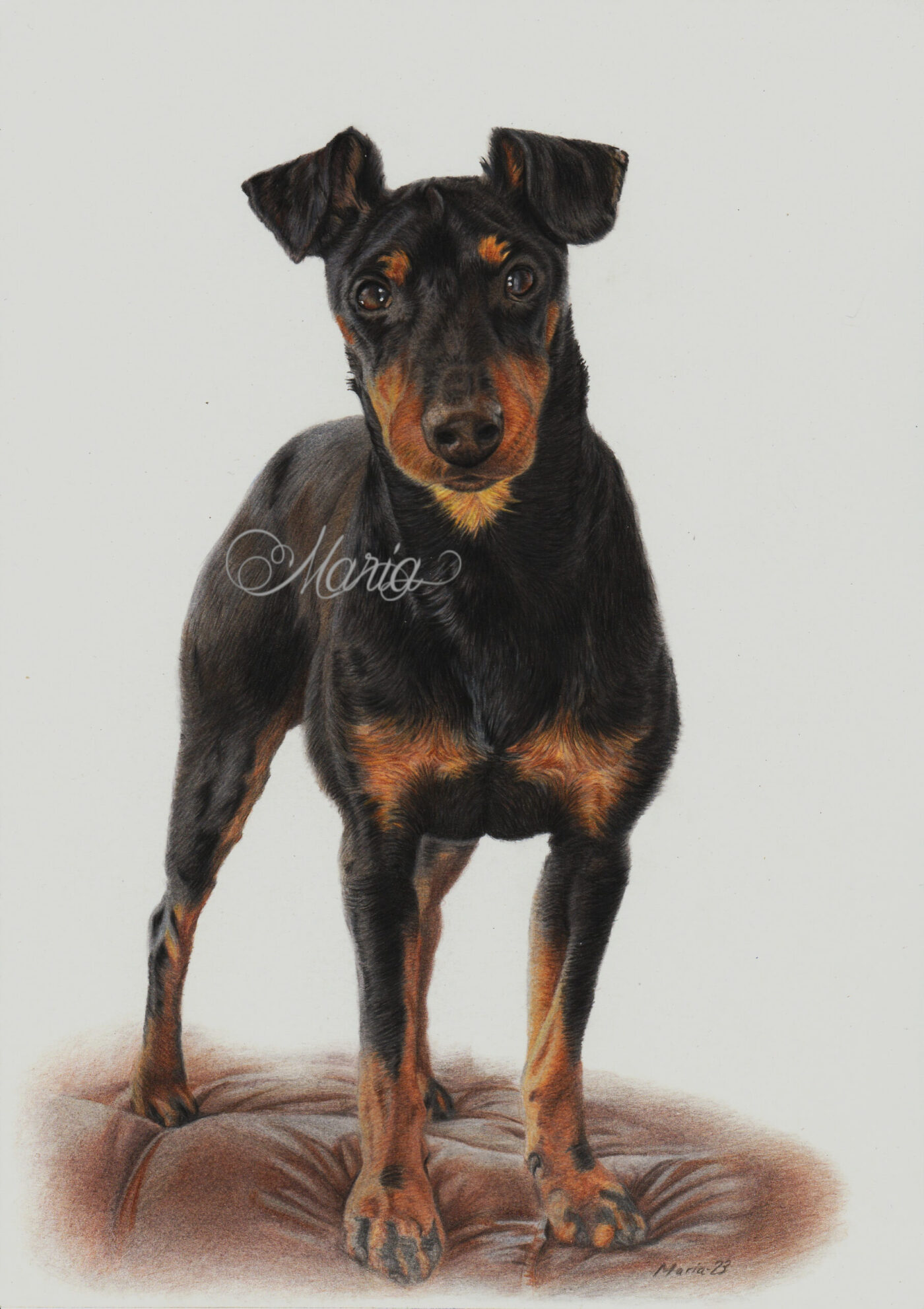 Manchester terrier